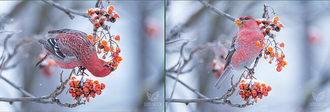 Птицы, устроившись на ветках, неторопливо выбирают спелые ягоды, ловко доставая из них семена своими крепкими клювами.