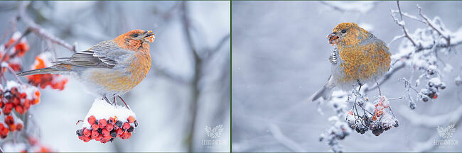 Они не спеша перелетают с ветки на ветку. Их оперение, сотканное из закатного пламени, создаёт удивительный контраст с белоснежным покровом.