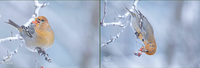 Мелодичные свисты, похожие на флейтовые переливы, наполняют застывший от холода воздух. Стайки щуров, словно огоньки, оживили зимний пейзаж.