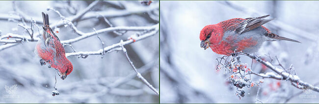 Кто же вы такие, северные гости? В таинственных дебрях северных лесов обитают щуры. Эти лесные скитальцы не любят засиживаться на одном месте.