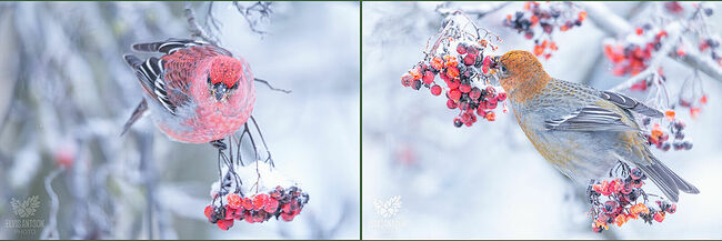 Малиновый красавец – это самец щура: карминно-красные голова, спина и грудь, серое брюшко и тёмно-бурые крылья с белыми полосками. Самки тоже очень красивые, они одеты в оранжево-серые наряды.