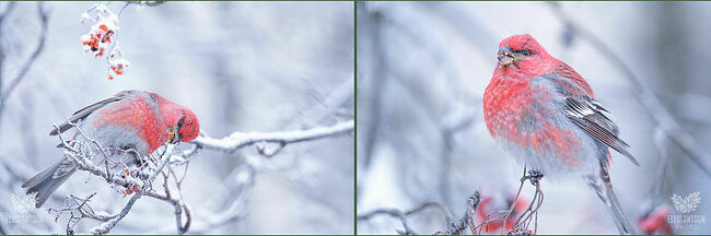 Длина тела птичек варьирует от 20 до 26 см. Размах крыльев может достигать 38 см. Хвостик длинный с вилочкой на конце.