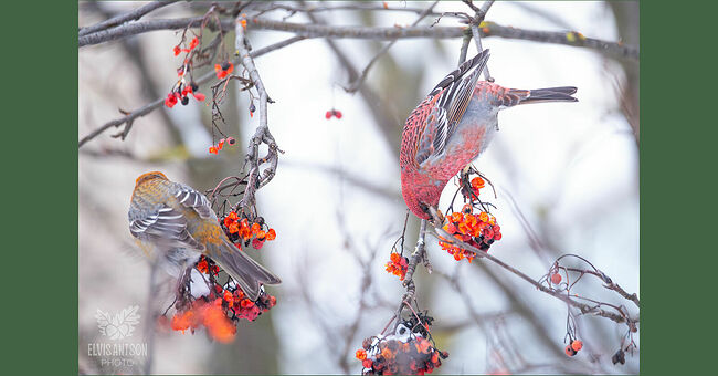Очевидцы утверждают, что в центральные области Европейской России щуры прилетают один раз в 5 лет, а в каких-то локациях в последний раз были замечены 30 лет назад.