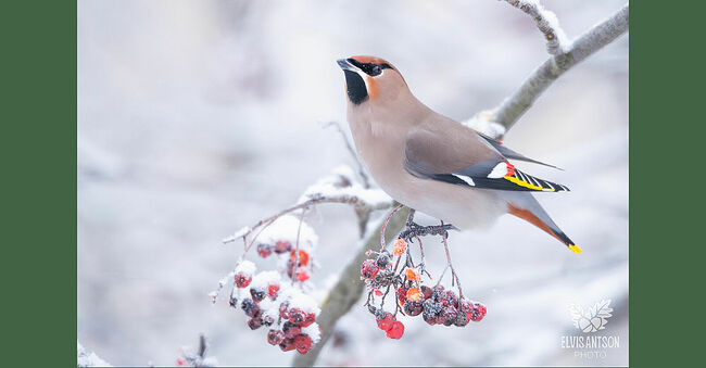 Они перемещаются на несколько сотен километров в поисках пищи, когда земля укрывается снежным одеялом. Большими стаями до полусотни птиц они прочёсывают леса в поисках ягод. И Кологривский лес с его рябиной стал для них настоящим подарком судьбы. Здесь, среди заснеженных исполинов, они находят приют и пищу, а в густых еловых ветвях – защиту от метелей.
