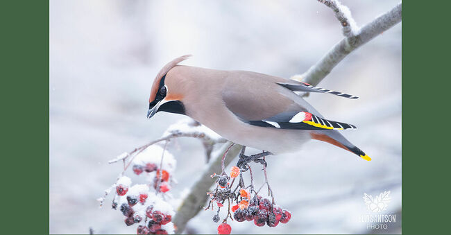 Песни свиристелей наполняют лес особенной мелодией, они издают нежные журчащие трели «свиририри». А когда они дружно перелетают с дерево на дерево, их яркие хохолки создают впечатление танцующих в воздухе огоньков. Так и живут они здесь до весны, пока не придёт пора возвращаться в родные таёжные края, чтобы в мае-июне, в период гнездования вновь раствориться в бескрайних северных лесах.