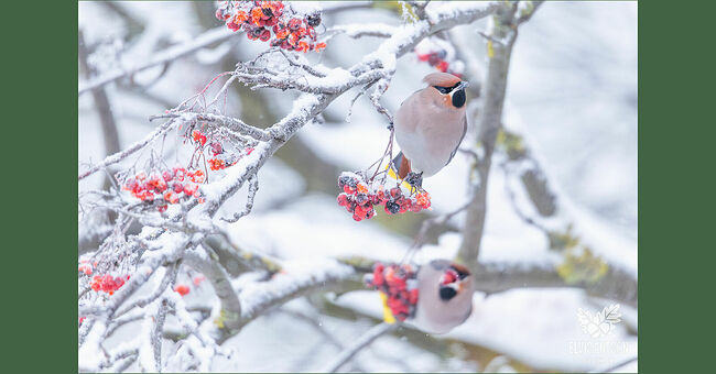 По краю хвостов тянется яркая золотистая кайма, а кончики маховых перьев мерцают алыми красками.  Откуда они здесь? Из далёких таёжных просторов, где зимние морозы особенно суровы, эти кочевники, как и щуры, отправляются в путь. Это не перелётные птицы, а именно – кочевники.