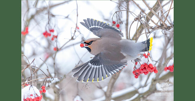 Свиристель – небольшая птица, длиной 18-23 см и весом около 67 граммов. Летает быстро и прямолинейно. Стаи птиц производят впечатление слаженного коллектива. Летом их рацион состоит из: насекомых, личинок, ягод и молодых побегов.