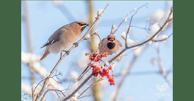 Основные враги свиристелей: совы, куницы, ласки, вороны, ястребы. Свиристели до сих пор остаются малоизученными, потому что в период гнездования они ведут крайне скрытный образ жизни. И сфотографировать птиц в период гнездования – это огромнейшая удача.