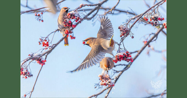 Гнездятся они в верхней кроне деревьев, строят чашеобразное гнездо из травы, мха и веточек. В кладке обычно бывает до 6 голубоватых в крапинку яиц. Птенцы становятся самостоятельными через 15-17 дней.