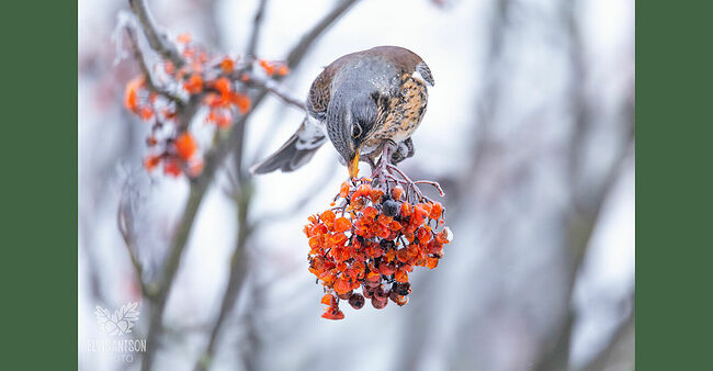 Элвис Антсон. Дрозды-рябинники остались зимовать в Костромской области. Без названия