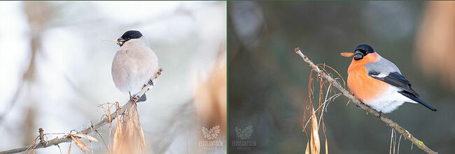 Стайки снегирей держатся небольшими группами, редко ссорясь между собой. В их мире царит матриархат – самки главенствуют над самцами.