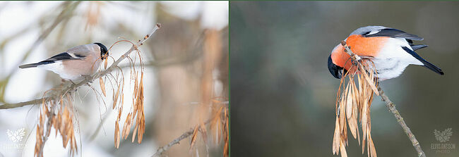 Снегири – удивительные по красоте птицы, посланники зимнего царства, настоящие хранители зимнего леса.