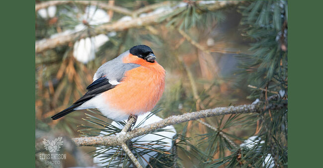 Их атласно-чёрные шапочки, словно короны, венчают плотные, крепкие тельца. Алые грудки самцов горят на снежном фоне, как драгоценные рубины. Они неторопливо порхают с ветки на ветку, выискивая ягоды рябины и калины.