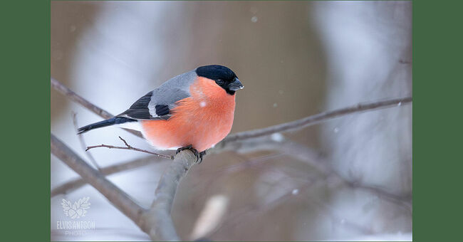 Когда солнце бросает лучи на заснеженные ветви, оперение снегирей начинает переливаться всеми оттенками красного, создавая впечатление, будто в лесу зажглись маленькие праздничные огоньки.