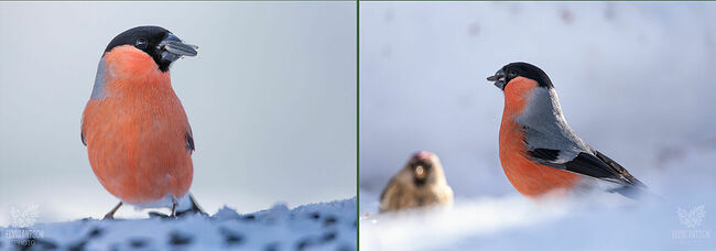 Почему мы не видим снегирей летом? Потому что места гнездований снегирей располагаются в лесах, хвойных или смешанных, далеко от людских глаз.