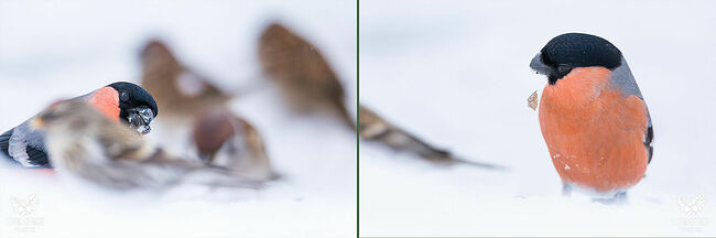 Стайка держится, словно дружная семья, где все заботятся друг о друге. Если одна птичка попадает в беду, остальные спешат на помощь, демонстрируя удивительное единство.