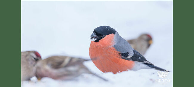 Птицы растительноядные, особенно любят ягоды рябины, калины, черёмухи, едят плоды выборочно – достают семена, а мякоть оставляют. Снегирь – певчая птица, принадлежащая к семейству вьюрковых отряда воробьинообразных.