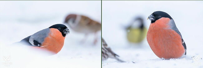 В эти моменты лес становится похожим на сказку, где каждая птица – часть удивительного спектакля. Зимние певцы негромко поскрипывают и посвистывают.