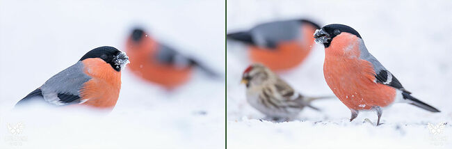 Хранители зимы не боятся холодов – их согревает тёплая шубка из перьев и пуха. Они спокойно сидят на ветках рябины, как маленькие фарфоровые скульптуры.