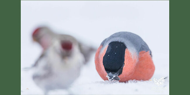 Клюв конусовидный, широкий и толстый – идеальное приспособление для дробления твёрдых ягод. Лапы трёхпалые: два пальца направлены вперёд, один – назад. В стае обычно от 3 до 10 особей, где доминирует самка.