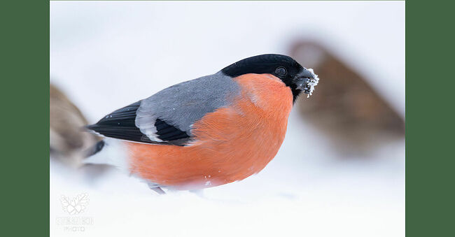 Эти красивейшие птицы созданы, чтобы украшать суровый зимний пейзаж. Снегирь (лат. Pyrrhula pyrrhula) – небольшая птица, размер взрослой особи составляет 16-18 см, а вес варьирует от 28 до 35 граммов.
