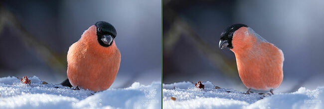Эти птицы стали любимыми героями детских стихов и рисунков, их рисуют и серьёзные художники. Снегири воплощают зимнюю красоту и уют.