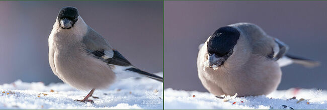 Гнездо птицы располагают на высоте 2-5 метров от земли и подальше от ствола. Прилёт к местам гнездования происходит во второй половине марта.