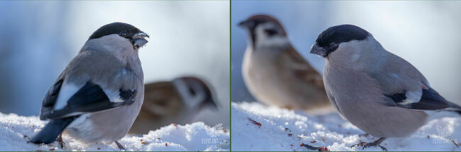Гнёзда строятся из еловых веточек и травянистых стеблей. Лоток выстилается шерстью и перьями. Иногда в наружных стенках присутствует мох и лишайник. В кладке обычно содержится 4-6 яиц голубого цвета.