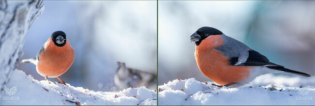 Потом они покидают гнездо, но какое-то время остаются поблизости. За лето пара снегирей может выводить потомство дважды, а иногда и трижды.