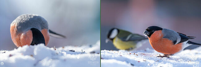 Насиживает яйца самка в течение двух недель, а самец в этот период берёт на себя заботу о её кормлении. Вылупляются птенцы одновременно и ещё две недели находятся с родителями.