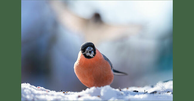 Наблюдать за ними – настоящее удовольствие для любителей природы.