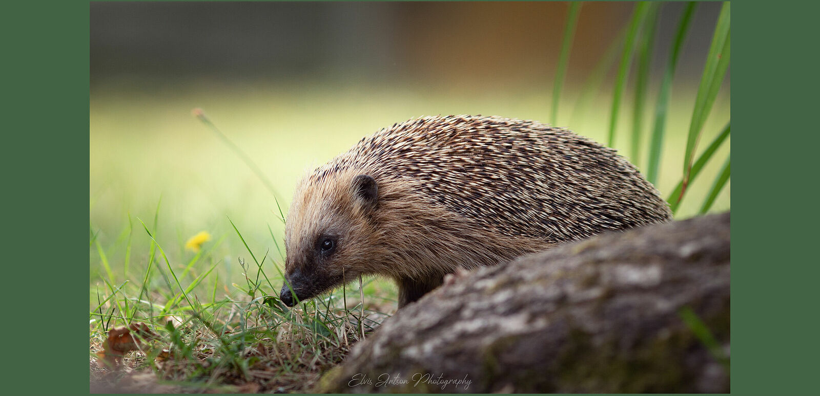 Элвис Антсон Фотограф. Ежиные истории. Привет! Это я!