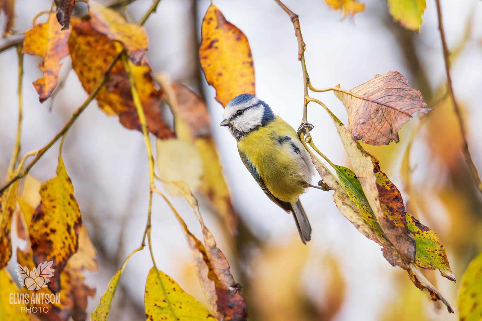 В Кологривском лесу гнездятся несколько видов синиц. В объектив камеры попали братья наши меньшие: большая синица, лазоревка, буроголовая гаичка, ополовник, гренадёрка и московка.   12 ноября по народному календарю отмечается Синичкин день.  Праздник создан по инициативе Союза охраны птиц России. Эта дата установлена для людей, чтобы напомнить им: пора подкормить птичек в зимнее время. Несолёное сало, нежареные семечки тыквы и подсолнечника, сушёные ягоды боярышника, шиповника и рябины – всё это поможет поддержать птиц.