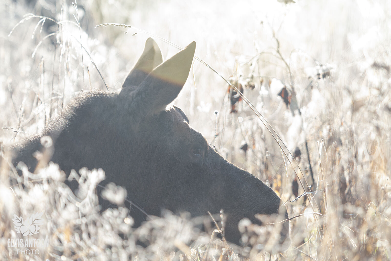 Травы в ноябре покрылись хрусталём. В тишине, где воздух стынет, отдыхал лось.  Он слушал, что шепчет ветер. Солнце освещало поле, травы вспыхивали, словно алмазы. В глазах лося читались покой и умиротворение. Вдруг совсем рядом раздался тихий, но отчётливый шорох. Лось настороженно повернул огромную голову. В серебристой траве мышка-полёвка пробиралась к норе и тащила сухой стебелёк. Она замерла на миг, встретившись взглядом с великаном, а потом юркнула в нору. Лось фыркнул удивлённо и снова опустил голову. Мир продолжал жить своей тихой ноябрьской жизнью. И в этом спокойствии, в этой красоте осеннего поля лось чувствовал себя частью чего-то вечного и удивительно гармоничного.