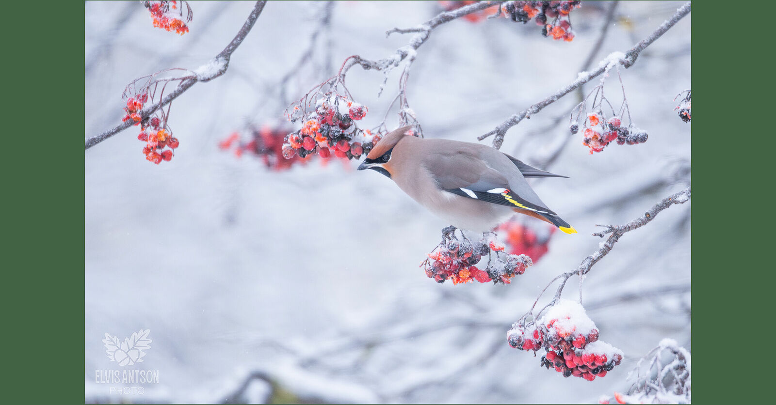 Словно розовые всполохи зари опустились на заснеженные ветви рябины красивейшие птицы, украсив зимний пейзаж яркими красками. Это свиристели (лат. Bombycilla garrulus) – удивительные создания с хохолками на голове, чей наряд сочетает в себе розовато-дымчатые тона, а крылья украшены белыми и жёлтыми лентами.
