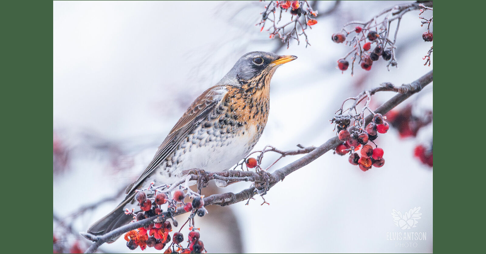 Дрозды-рябинники (Turdus pilaris) в этом году остались зимовать в Костромской области. По наблюдениям орнитологов, эти птицы остаются на зиму в благоприятные годы при наличии достаточной кормовой базы. Особенно важно наличие урожая рябины и можжевельника. Морозы и многоснежье не являются препятствием для зимовки этих птиц.